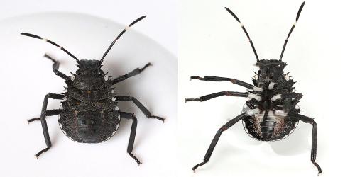 Halyomorpha halys